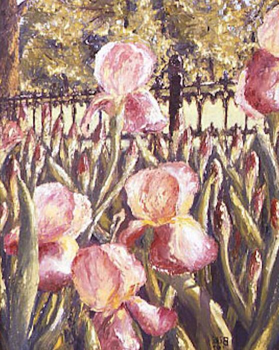 Iris