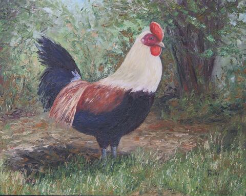 Neighborhood Rooster