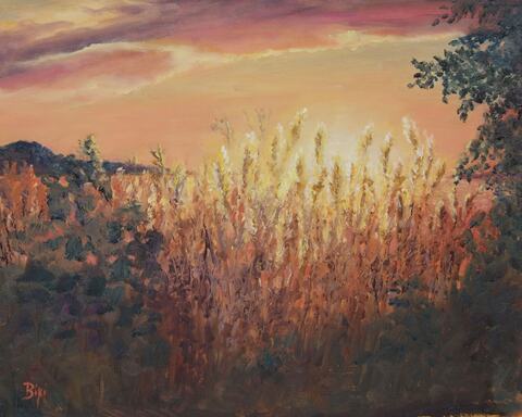 Light Behind the Reeds